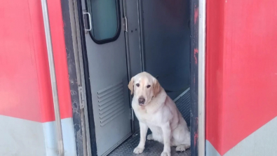 Illustration : Ce chien militaire senior a droit à un hommage émouvant pour célébrer sa fin de carrière (vidéo)