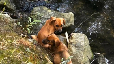 Illustration : Des promeneurs découvrent 3 chiots apeurés et abandonnés au bord de l’eau