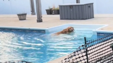 Illustration : "Tucker, le Golden Retriever têtu, a décidé qu’il irait se baigner lorsqu’il l’a décidé, malgré la barrière installée par ses maîtres (vidéo)"