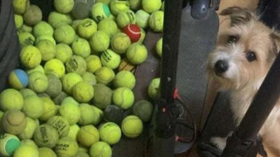 Illustration : "Faites connaissance avec Buddy, le Jack Russel à poils durs collectionneur de balles de tennis"