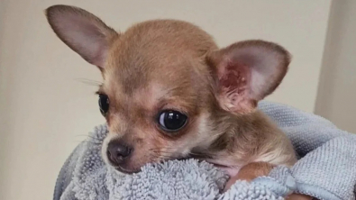 Illustration : "Cet adorable petit Chihuahua fait le bonheur d’une maison de retraite en allant à la rencontre des résidents (vidéo)"