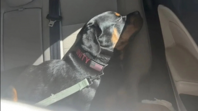 Illustration : Inquiète parce que sa chienne refuse de manger, cette propriétaire dépense sans compter pour la soigner et découvre qu’elle faisait juste la fine bouche