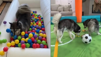 Illustration : Pour que ses 2 Huskies puissent s’amuser, même par mauvais temps, leur propriétaire a aménagé une aire de jeu spéciale dans sa maison (vidéo)