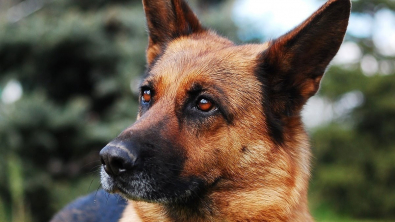 Illustration : Un maître en deuil gagne le jackpot grâce au numéro d’identification de sa chienne décédée