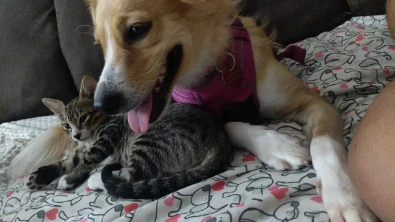 Illustration : Cette chienne de refuge trouve l’amour d’une famille et devient nounou dévouée pour les chatons orphelins