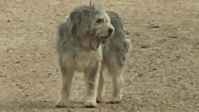 Illustration : "La « reine de la capture » intervient pour secourir un chien abandonné et en état de choc depuis plus d’un an"