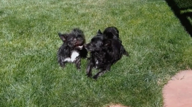 Illustration : 2 chiens élevés dans une usine à chiots sont séparés à leur adoption puis réunis (vidéo)