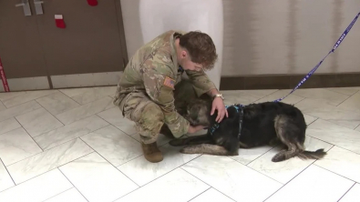 Illustration : "Un soldat et un chien qui se sont rencontrés au bout du monde se retrouvent enfin "