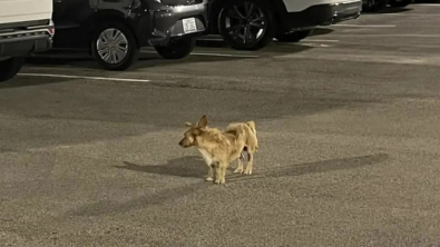 Illustration : "Ce chien fugueur parcourt 13 kilomètres pour retrouver l’hôtel où il était chouchouté par le personnel "