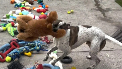 Illustration : "Ce refuge propose à ses chiens de choisir eux-mêmes leur jouet favori en attendant une famille (vidéo)"