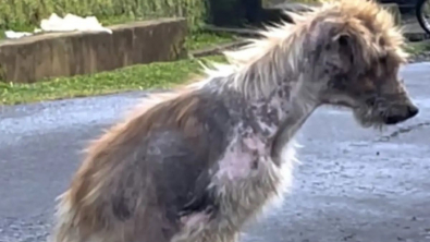 Illustration : "Recueilli errant en piteux état, ce chien retrouve la santé avant de disparaître pour une raison qui a enchanté son sauveteur"