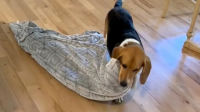 Illustration : "Un Beagle rescapé jette son dévolu sur une couverture et la transporte partout avec lui (vidéo)"