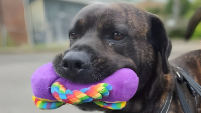 Illustration : "À défaut de pouvoir donner son amour à une famille, ce chien le prodigue à ses peluches qu’il emmène partout"