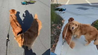 Illustration : "En balade, 2 Goldens Retrievers se retrouvent truffe à bec avec un paon et leurs réactions sont diamétralement opposées"