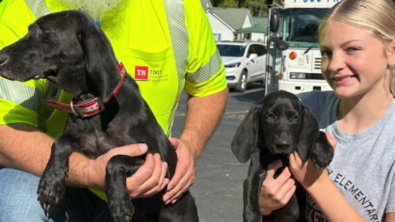 Illustration : "Séparés de leur famille pendant 1 semaine après un ouragan, une chienne et son chiot retrouvent leur foyer grâce à un employé du service des transports (vidéo)"