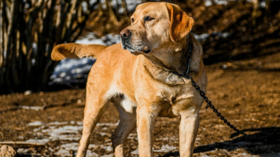 Illustration : "Une femme est accusée de vol par ses anciens voisins pour avoir recueilli leur chien qu’ils avaient abandonné pendant 6 mois"