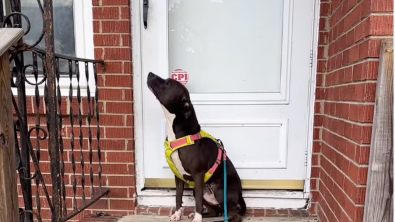 Illustration : "Abandonnée puis recueillie par une famille d’accueil, cette chienne profite de sa première balade dehors pour se rendre à son ancien foyer (vidéo)"