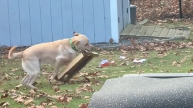 Illustration : "Un jeune Labrador Retriever montre qu’il en faut peu pour être heureux et que même un bout de carton suffit (vidéo)"