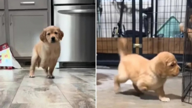 Illustration : Née avec seulement 3 pattes, une Golden Retriever ne se laisse pas abattre et mord la vie à pleines dents (vidéo)