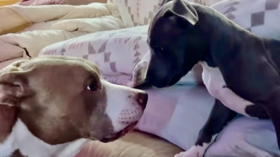 Illustration : Après son arrivée dans sa nouvelle famille, une petite Pitbull finit par faire craquer son grand frère pourtant réticent (vidéo)