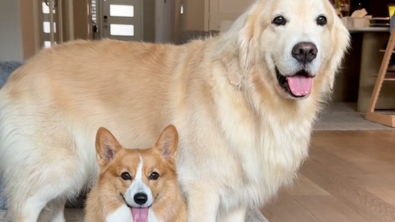 Illustration : "Une petite chienne joue les grandes sœurs hyperprotectrices avec le Golden Retriever qui partage sa vie (vidéo)"
