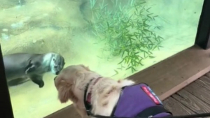 Illustration : "Fasciné et intrigué, un Golden Retriever, chien de thérapie au sein d’une école primaire, découvre l’existence des loutres dans un zoo (vidéo)"