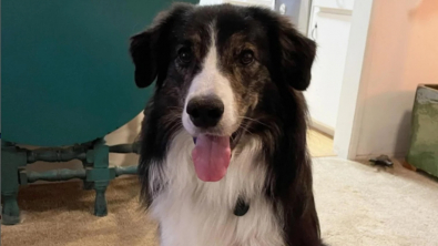 Illustration : Diagnostiqué avec une maladie respiratoire rare, un Border Collie retrouve les compétitions d’agility grâce aux prouesses d’une équipe vétérinaire (vidéo)