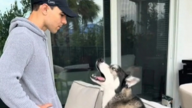 Illustration : "Un Husky bavard plaide sa cause pour rester tranquillement dehors alors que son maître souhaite qu’il rentre (vidéo)"