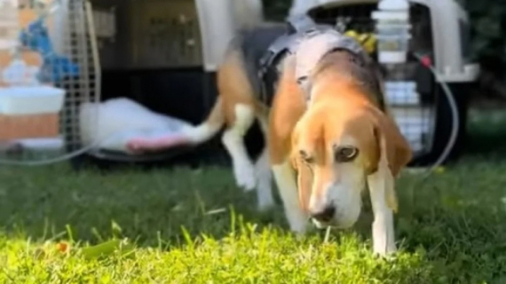 Illustration : Après avoir uniquement connu les grilles de sa cage pendant 6 ans en tant que chien d’expérimentation, ce Beagle découvre enfin la liberté