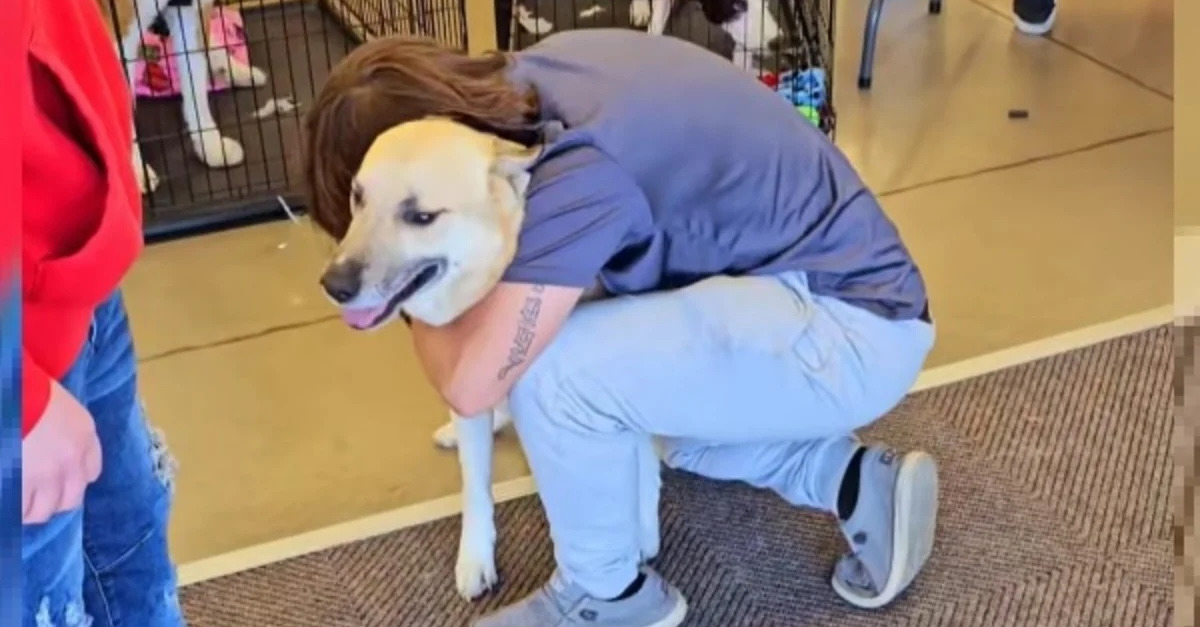 Perdu Depuis Un Mois Ce Chien Retrouve Son Ma tre Lors D une Op ration perdu-depuis-un-mois-ce-chien-retrouve-son-ma-tre-lors-d-une-op-ration