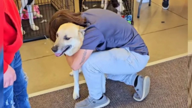 Illustration : "Perdu depuis un mois, ce chien retrouve son maître lors d’une opération d’adoption (vidéo)"