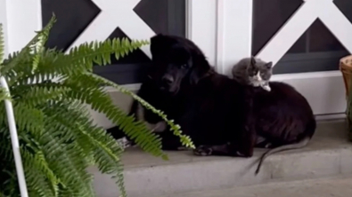 Illustration : "Alors qu'il ne s'était jamais intéressé aux chats, ce vieux chien devient le meilleur ami d'un chaton espiègle (vidéo)"