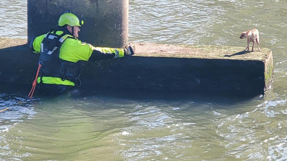 Illustration : Un pompier fait tout son possible pour sauver un chien coincé au pied d'un pont et qui montre les dents