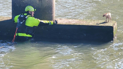 Illustration : "Un pompier fait tout son possible pour sauver un chien coincé au pied d'un pont et qui montre les dents"