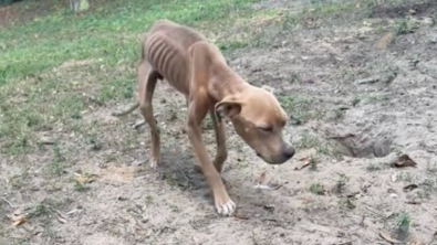 Illustration : "Une chienne que les propriétaires laissaient mourir de faim retrouve des forces et la joie de vivre grâce à un géomètre (vidéo)"