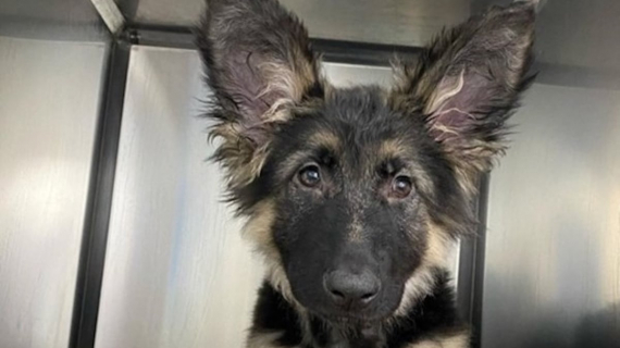 Illustration : Atteint d’une maladie du cœur, ce chiot de 4 mois recommence à vivre après une intervention chirurgicale