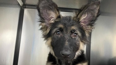 Illustration : "Atteint d’une maladie du cœur, ce chiot de 4 mois recommence à vivre après une intervention chirurgicale"