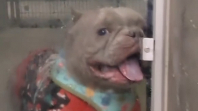 Illustration : "Filmé en train de s’énerver contre sa nouvelle chatière, ce chien reçoit une centaine de demandes d’adoption (vidéo)"