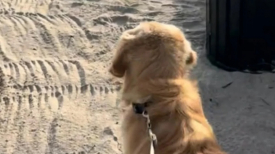 Illustration : "Charlie, un Golden Retriever d’un an et demi, découvre la mer pour la première fois (vidéo)"