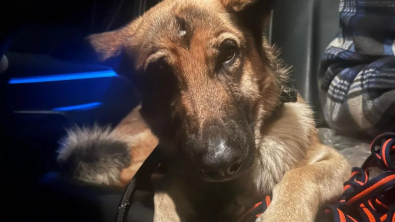 Illustration : "Après une dizaine de jours de recherches et de nombreux kilomètres parcourus, une chienne qui s’était échappée de son chenil est finalement retrouvée"