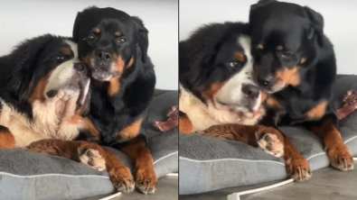 Illustration : "Ce chiot Bouvier Bernois plein d’admiration adore se blottir tendrement contre sa grande sœur Rottweiler (vidéo)"