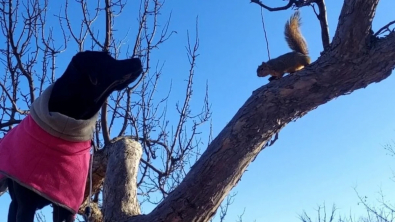 Illustration : "Cette chienne apprend à escalader les arbres pour retrouver ses copains les écureuils"