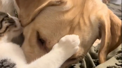 Illustration : "Malgré la clôture qui les sépare, une chienne et un chaton noue une amitié aussi improbable qu’attendrissante (vidéo)"