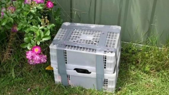 Illustration : Sans l’intervention d’un passant bienveillant, ces 2 chiots abandonnés dans une boîte scellée auraient connu un destin tragique