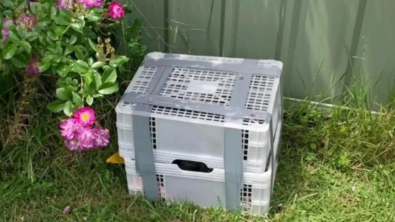 Illustration : "Sans l’intervention d’un passant bienveillant, ces 2 chiots abandonnés dans une boîte scellée auraient connu un destin tragique"