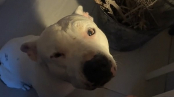 Illustration : Partie en Espagne avec sa chienne malade, cette femme rencontre un chien qu’elle tente de sauver en l’adoptant (vidéo)