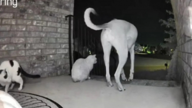 Illustration : "Une chienne rejoue la grande évasion en ouvrant la porte d’entrée et en laissant les 3 chats sortir (vidéo)"
