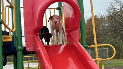 Illustration : "Abandonnés dans un parc de jeux, ces 2 chiots sont sur le point de voir leur vie changer"