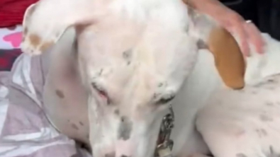 Illustration : "Abandonné sans explication par son ancien adoptant, ce chien trouve enfin une famille bienveillante (video)"