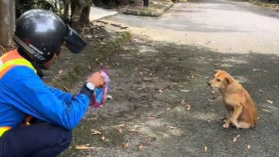 Illustration : "Ce chien s’improvise releveur de compteurs en accompagnant le bon samaritain qui l’a nourri pendant sa tournée (vidéo)"